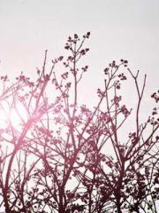 Qi is thin, but I be